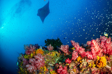 A background Oceanic Manta Ray swimming next to a vividly colored tropical coral reef at Black Rock, Myanmar