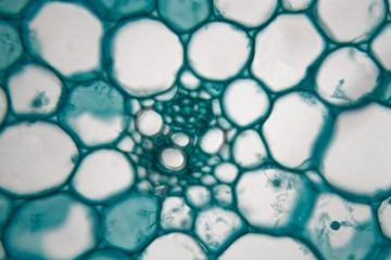 Cross section through cells of a stem from a maize plant under the microscope