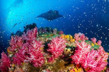 Fototapeta na wymiar A background Oceanic Manta Ray swimming next to a vividly colored tropical coral reef at Black Rock, Myanmar