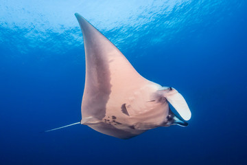 A beautiful Oceanic Manta Ray swimming in the ocean next to a tropical coral reef in the Mergui Archipelago
