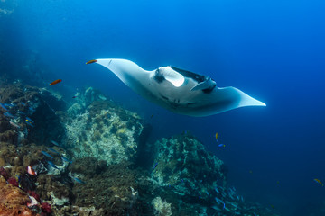 A beautiful Oceanic Manta Ray swimming in the ocean next to a tropical coral reef in the Mergui Archipelago - obrazy, fototapety, plakaty