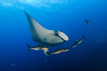 A huge majestic Oceanic Manta Ray swimming in a clear blue tropical ocean