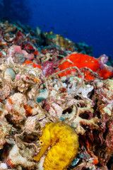 A yellow Tiger Tail seahorse hidden on a tropical coral reef in Myanmar (Burma)