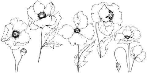 Wildflower poppy in a vector style isolated. Full name of the plant: poppy. Vector flower for background, texture, wrapper pattern, frame or border.