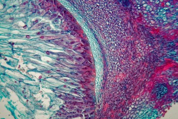 Cross section through cells of a seedling from a maize plant under the microscope.