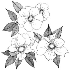 Fototapeta premium Wild rose in a vector style isolated. Full name of the plant: rose. Vector flower for background, texture, wrapper pattern, frame or border.