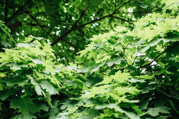 Green leaves texture background