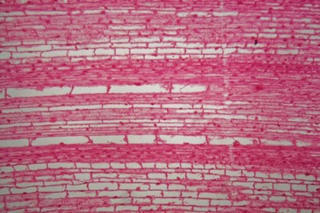 Longitudinal section through cells of a root from a maize plant under the microscope