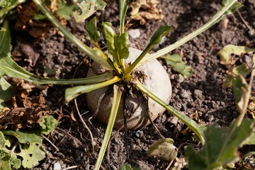Yellow beet (Beta vulgaris) in a field
