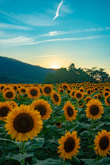 Fototapeta premium 夕日と満開のひまわり畑