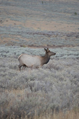 Naklejka na ściany i meble Elk in field 