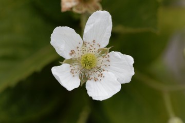 Flower of a  blackberry (Rubus fruticosus)