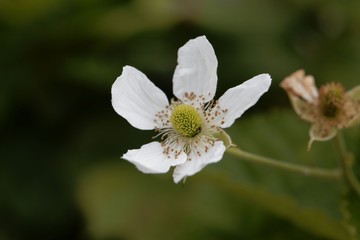 Flower of a  blackberry (Rubus fruticosus)