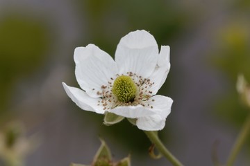 Flower of a  blackberry (Rubus fruticosus)