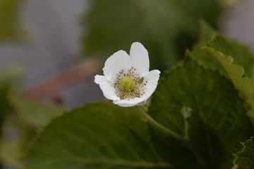 Flower of a  blackberry (Rubus fruticosus)