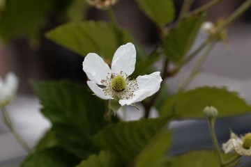 Flower of a  blackberry (Rubus fruticosus)