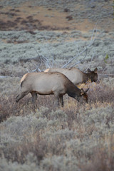 Elk in the fall 