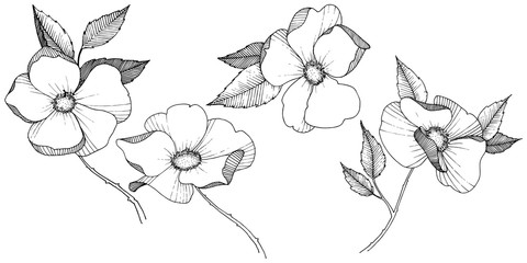 Wild rose in a vector style isolated. Full name of the plant: rose. Vector flower for background, texture, wrapper pattern, frame or border.