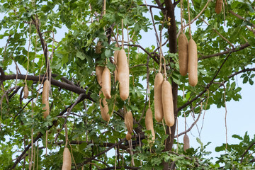 Kigelia africana, sausage tree with ripening fruits