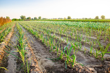 leek growing in the field. Agriculture, vegetables, organic agricultural products, agro-industry. farmlands.