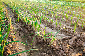 leek growing in the field. Agriculture, vegetables, organic agricultural products, agro-industry. farmlands.