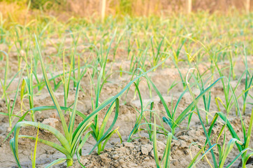 leek growing in the field. Agriculture, vegetables, organic agricultural products, agro-industry. farmlands.