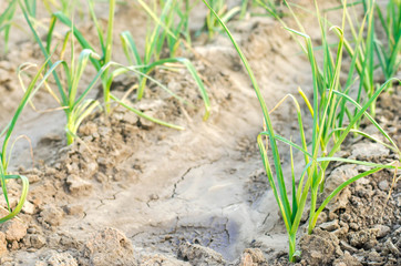 leek growing in the field. Agriculture, vegetables, organic agricultural products, agro-industry. farmlands.