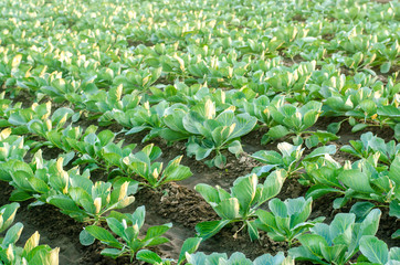 cabbage plantations grow in the field. vegetable rows. farming, agriculture. Landscape with agricultural land. crops