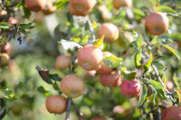 dojrzałe jabłka na drzewie