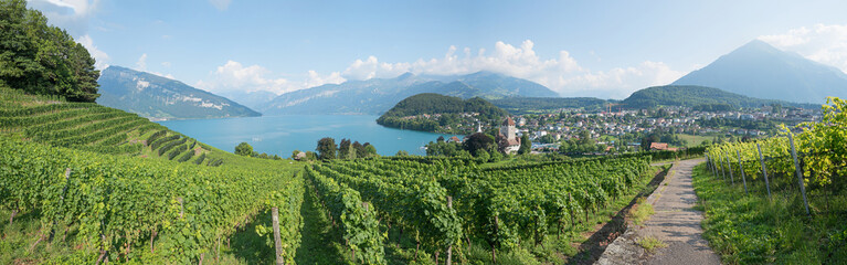 Obraz premium Rebberg Panorama im Berner Oberland, mit Blick zur historischen Burg Spiez, Schweiz