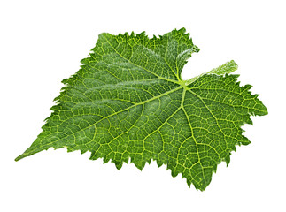 Cucumber leaf isolated on white background