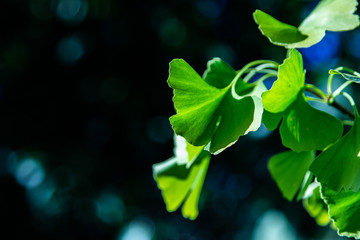 Gingkobl&auml;tter (Ginkgo biloba)