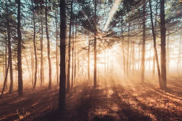 Zelfklevend Fotobehang Zonnestralen stromen door bomen in mistig bos © ValentinValkov