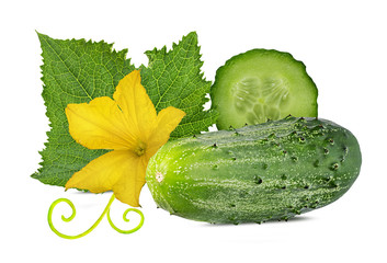 Cucumber with flower isolated on a white background