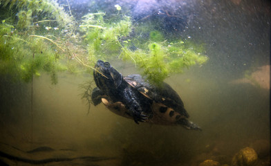 Fototapeta premium yellow cheeks turtle