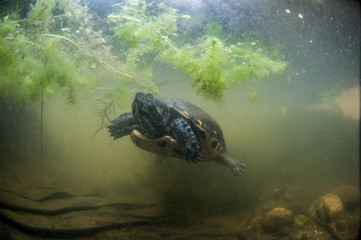 Obraz premium yellow cheeks turtle