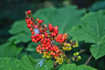 Devil's Club Berries