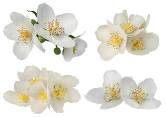 jasmine flower on a white background