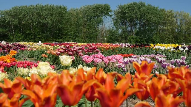 Fiori tulipani coltivati in Olanda
