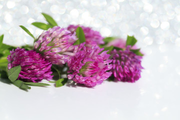  buds of the flower of the red clover was lying on a white background brilliant holiday in the summer
