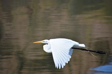 garza