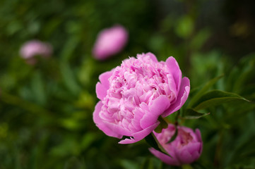 Pink peonies in the garden. Blooming pink peony. Closeup of beautiful pink Peonie flower.