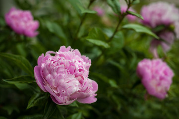 Pink peonies in the garden. Blooming pink peony. Closeup of beautiful pink Peonie flower.
