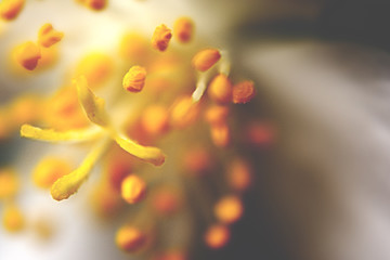 Blume
