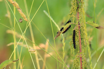 Tagpfauenauge Raupe