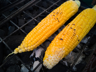 Tasty and delicious charcoal grill fresh sweet corn on the cob without husk. Simple yet perfect healthy menu for backyard barbecue party. Rich in Nutrients, vitamins and Dietary Fiber. Natural light.