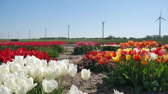 Fiori tulipani coltivati in Olanda