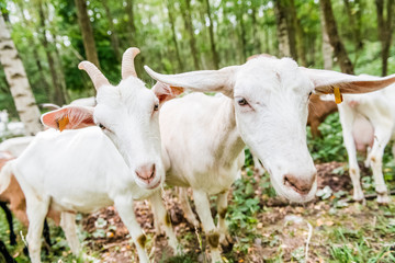 jeune chèvre dans bois