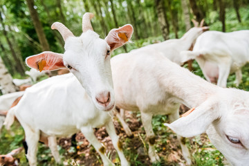 jeune chèvre dans bois