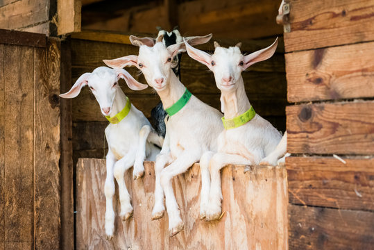 Jeune chèvres blanche sur porte d'étable